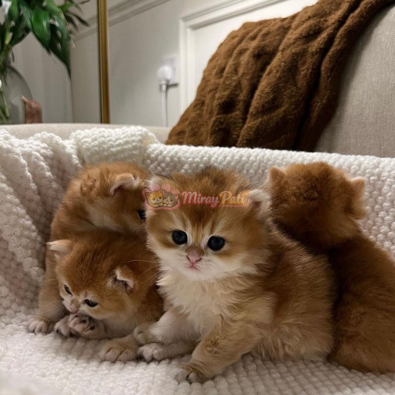 Britsih Shorthair Golden Shaded Ny12-4